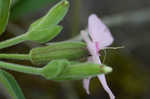 Sticky catchfly